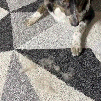 Paw Magic™ Mascota Limpia Casa Feliz